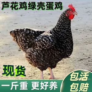 脱温半大芦花鸡活苗土鸡绿壳蛋鸡下蛋一斤小鸡活鸡散养正宗卢花鸡