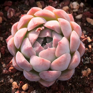 阿尔巴美妮单头多肉植物组合小盆栽花园办公绿植一物一拍