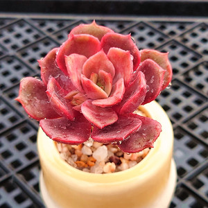 大红袍单头多肉植物组合小盆栽花园办公绿植一物一拍