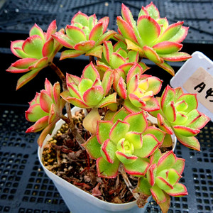 艳日辉 星爆 多头多肉植物组合小盆栽花园办公绿植一物一拍