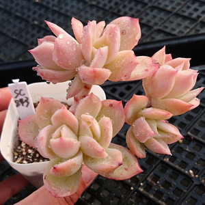 乔伊 小老桩果冻群生萌多肉植物组合小盆栽花园办公绿植一物一拍