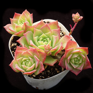 翡翠塔 群生果冻色多肉植物办公室阳台组合小盆栽绿植一物一拍