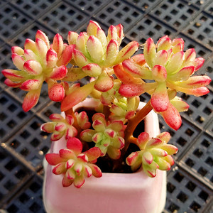 红旗儿 群生造型桩爆盆多肉植物组合小盆栽花园办公绿植一物一拍