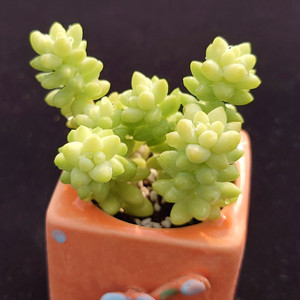 新玉缀 彩虹玉坠群生易爆盆多肉植物组合盆栽办公绿植一物一拍