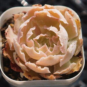 沙维娜 卷边皱叶薄叶系多肉植物组合小盆栽花园办公绿植一物一拍