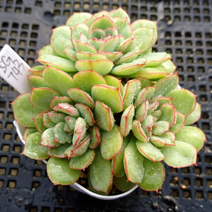 达摩女神石化单头多肉植物组合小盆栽花园办公绿植一物一拍