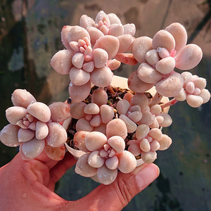 艾伦 小老桩萌嘟嘟群生粉色系控养一物一拍办公阳台花园多肉盆栽