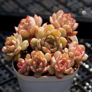 多肉植物 达摩女神/澳洲月光女神 出血斑果冻色一物一拍满包邮