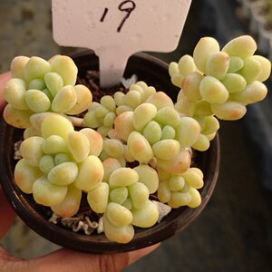 多肉植物天使之泪群生老桩易爆盆一物一拍萌系肉嘟嘟新手组合盆栽