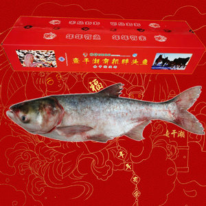 查干湖胖头鱼10斤一条冬捕鱼产地吉林松原