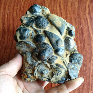 000人付款淘宝腕足类化石 贝壳化石 玉化无洞贝化石(收藏级科普标本