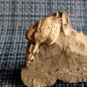 化石原石 螺丝化石腹足类 李氏中华黑螺(带围岩3号)