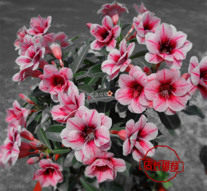 沙漠玫瑰花