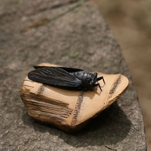 名壶秋月茶宠摆件紫砂创意知足竹段蝉仿真茶玩茶盘茶道周边零配件