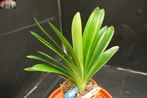 毛兰君子兰