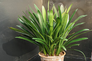 【长春任师傅君子兰】【留档鉴赏】群兰 js-窄短 小胜利