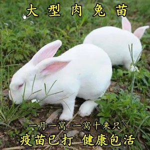 小兔子活物肉兔活体大型家兔苗宠物兔家养幼崽小白兔可选公母一对