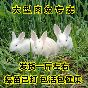 兔子活物肉兔活体家养可选公母成年种兔可繁殖发货一斤左右小白兔