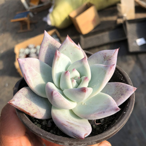 野卡北极熊布兰迪多肉植物组合盆栽绿植花卉室内盆栽绿植吸收甲醛