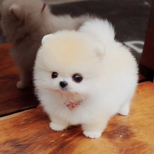 长不大俊介博美幼犬出售 茶杯杯子小型犬宠物狗狗 活体纯种袖珍