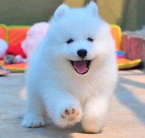 雪橇犬幼犬