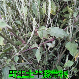 中草药新鲜野生土牛膝现挖带根500g牛七牛漆倒扣草接骨草扭伤