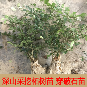 新鲜柘树苗穿破石树苗构棘山野荔枝树根茎叶果实可种植中草药苗