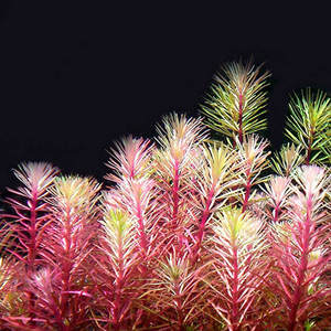 红松尾鱼缸造景后景阳性草水族真水草水下叶装饰躲避20棵一组天津