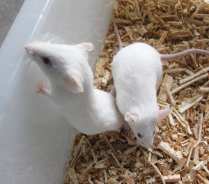 实验小白鼠无菌spf昆明鼠昆明鼠小鼠学生实验小白鼠包活可开票