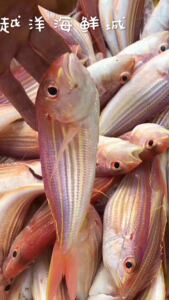 广东海域海钓新鲜金丝鱼金线鱼红三鱼红杉鱼鲜活500g4.5条