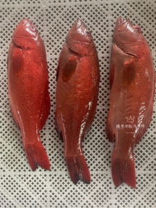南海东星斑鱼石斑鱼海鲜水产鲜活深海鱼燕尾斑每条1-3斤
