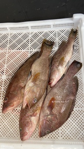 海钓芝麻斑刺身级别海鱼新鲜老虎斑野生石斑鱼海鱼供应酒店1-2斤