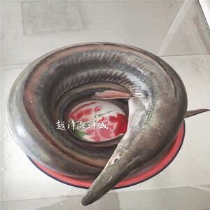 博贺港南海新鲜麻袋鱼补钙海鳝鱼鲜活海鳗海鱼去头切断可整条