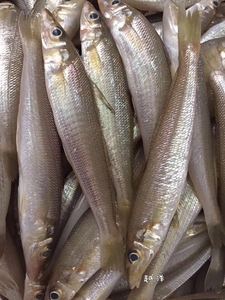 新鲜沙丁鱼深海海鱼鲜活水产沙甸鱼萨丁鱼小船沙尖鱼一斤11