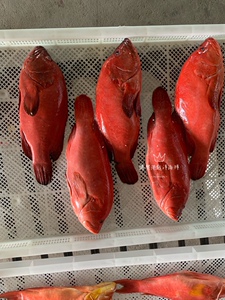野生海钓新鲜红石斑鱼鲜活燕尾斑深海海鱼瓜子斑海鲜水产红斑包邮