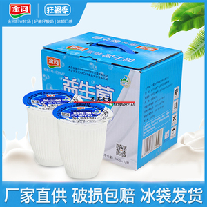 【包邮】金河益生菌原味酸奶12杯宁夏金河老酸奶乳酸菌发酵奶饮料