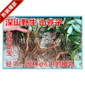 山苍子苗