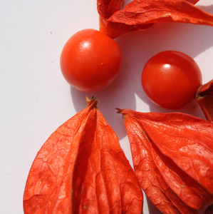 东北红姑娘鲜果皮灯笼果锦灯笼山红菇娘野生苦姑娘中药材500g包邮