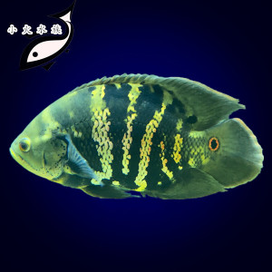 野生地图鱼大黄蜂