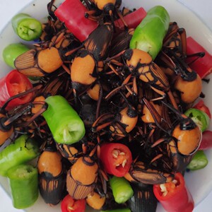 冰鲜竹象虫笋子虫竹蛹笋蛆慈竹蜂竹象甲21年新货一手货源产地直发