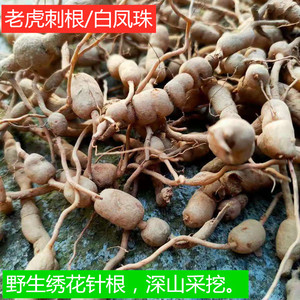 野生青草药新鲜老虎刺树根中药材老虎刺根 绣花针 白凤珠500g包邮