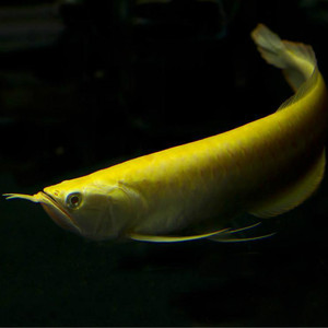 红眼白子黄化银龙新加坡进口观赏鱼赤瞳血艳大型热带龙鱼包邮包活