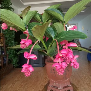 宝莲灯花荷兰进口宝莲灯盆栽花苗四季开花美丁花室内高档观赏花