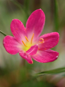 风雨兰zephyranthes katherinae jacala red 红葱 开花球0人付款10