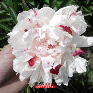 芍药花卉种苗多年生芍药五花龙玉观赏盆栽花卉种根当年开花庭院