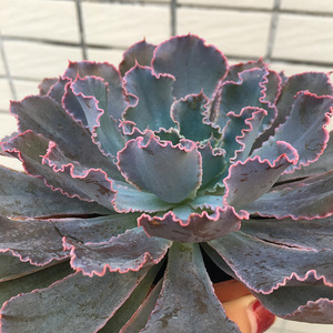 沙漠之星多肉