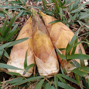 广东韶关春笋新鲜现挖野生毛竹笋黄泥笋春笋去老根2022新货5斤装