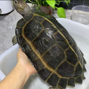 亚巨乌龟陆地巨型吃菜龟龟苗素食龟亚洲巨型龟陆龟陆养乌龟幼苗