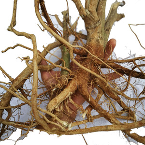 磨盘根中药材响耳草500克 磨盘草根磨盆根磨盆草跟帽仔盾头可磨粉