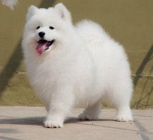 纯种萨摩耶幼犬活体白色雪橇犬萨摩耶犬真狗血统银狐犬活物宠物狗